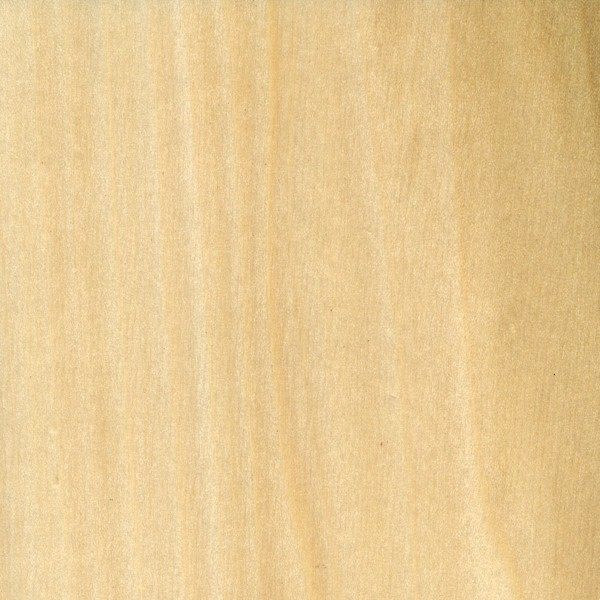 Poplar